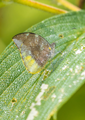 Lieinix nemesis nemesis