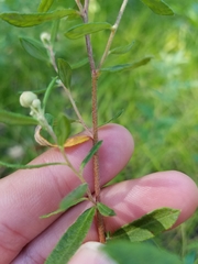 Crocanthemum bicknellii