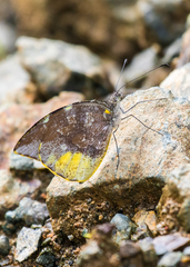 Lieinix nemesis nemesis