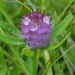 Polygala cruciata aquilonia - Photo 由 cassi saari 所上傳的 (c) cassi saari，保留部份權利CC BY-NC