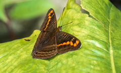 Adelpha levona