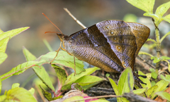Corades pannonia
