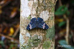 Hamadryas amphinome