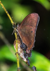 Parataygetis lineata