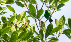 Chlorochrysa phoenicotis