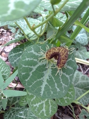 Aristolochia fimbriata