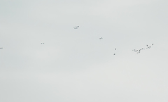 Ognorhynchus icterotis