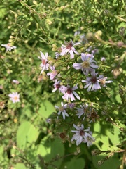 Symphyotrichum cordifolium