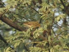 Phylloscopus subviridis