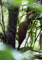 Campylorhamphus pusillus