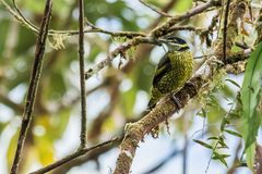 Ampelioides tschudii