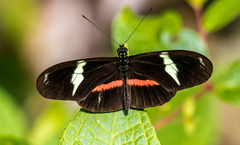 Heliconius clysonymus clysonymus