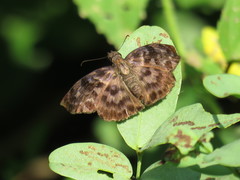 Ebrietas