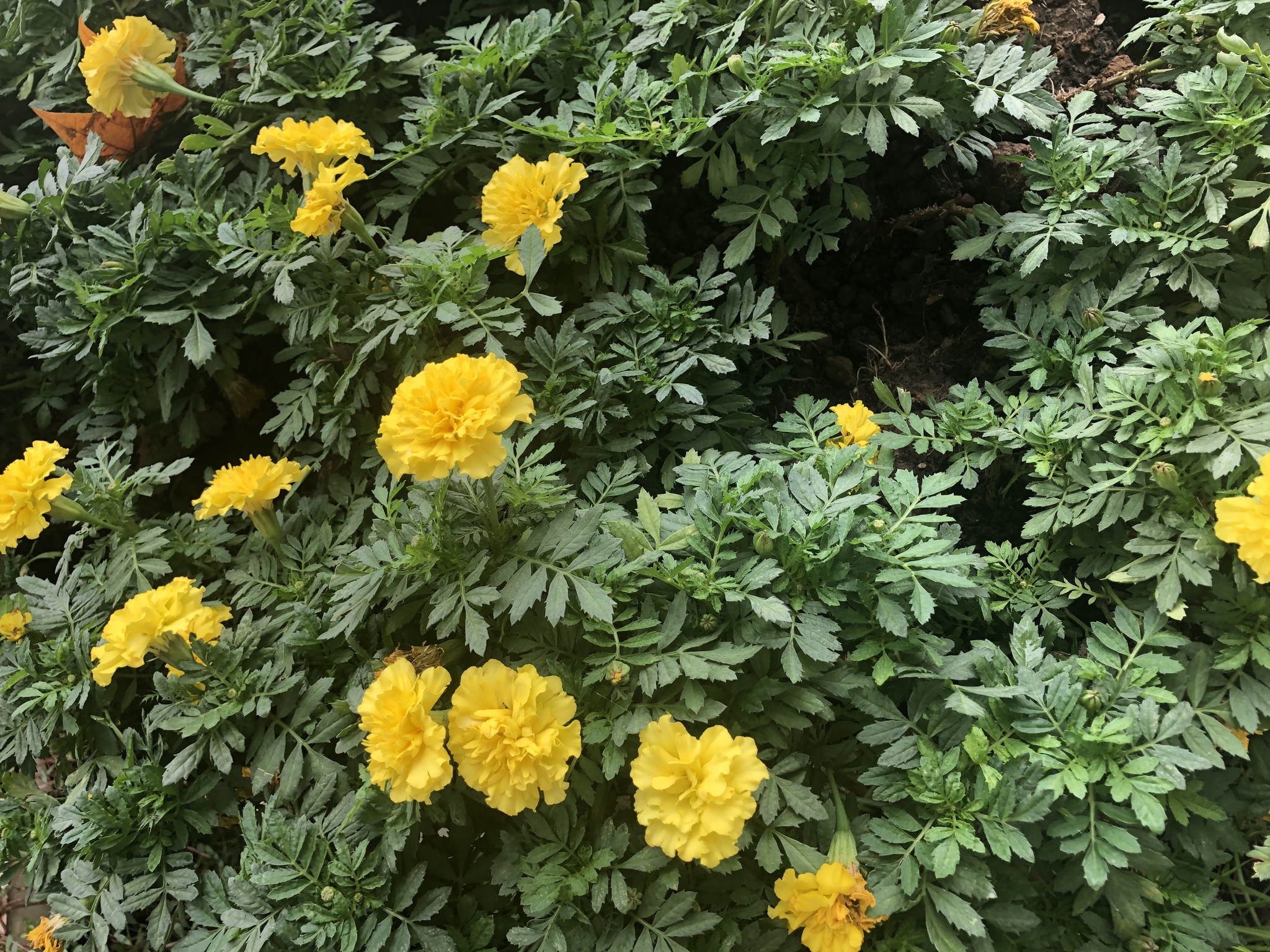 Flores de Muerto Y Clavelones (género Tagetes) · iNaturalist Ecuador