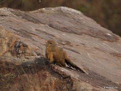 Taccocua leschenaultii