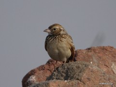Mirafra erythroptera