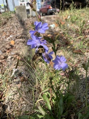 Xylocopa virginica