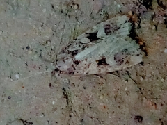 Lepidoptera