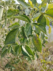 Ptelea trifoliata mollis