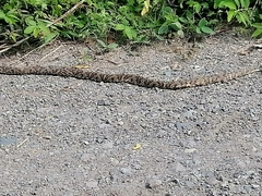 Trimorphodon quadruplex