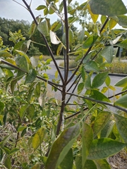 Ptelea trifoliata mollis