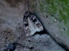 Lepidoptera