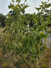Ptelea trifoliata mollis