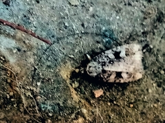 Lepidoptera