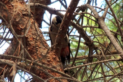 Dendrocopos syriacus