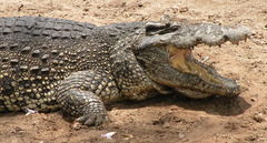 Crocodylus rhombifer