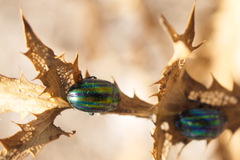 Chrysolina cerealis
