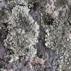 Arctoparmelia centrifuga