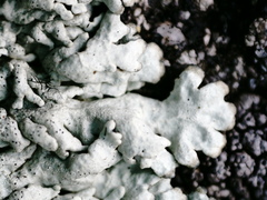 Arctoparmelia centrifuga