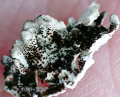 Arctoparmelia centrifuga
