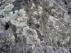 Arctoparmelia centrifuga