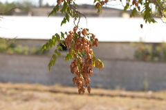 Koelreuteria paniculata