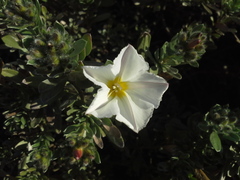 Convolvulus cneorum
