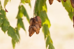 Koelreuteria paniculata