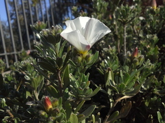 Convolvulus cneorum