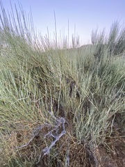 Ephedra californica