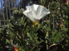 Convolvulus cneorum