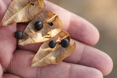 Koelreuteria paniculata