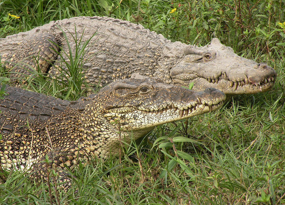 Cuban Crocodile