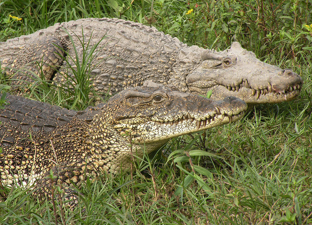 Cocodrilo de Cuba (Crocodylus rhombifer) · NaturaLista Mexico