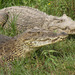 Cuban Crocodile - Photo (c) cabrochu, some rights reserved (CC BY-NC)