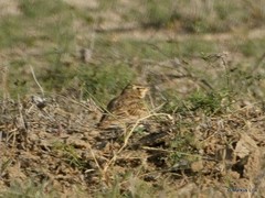 Melanocorypha bimaculata