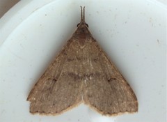 Phalaenostola metonalis