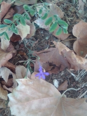 Delphinium consolida paniculatum