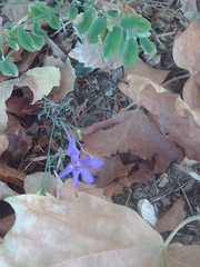 Delphinium consolida paniculatum