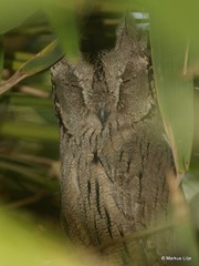 Otus brucei